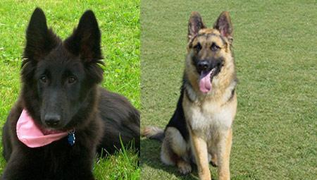 德国牧羊犬跟比利时牧羊犬傻傻分不清楚,其实看这3点就不会弄混