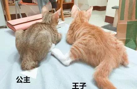 神奇, 从坐姿就能判断公猫和母猫!