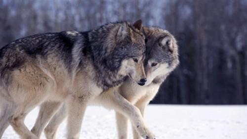 东北虎遇上西伯利亚狼群，真的只有逃跑的份吗？它们谁厉害？
