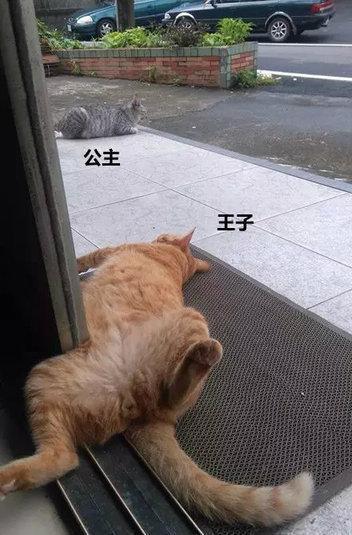 神奇, 从坐姿就能判断公猫和母猫!