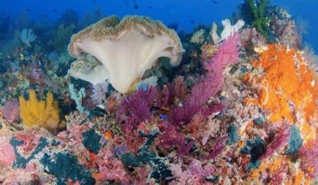 举世无双的潜水胜地——印尼拉贾安帕特群岛，水下景色美到窒息！