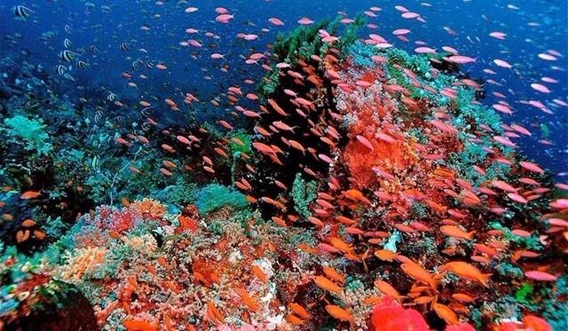 举世无双的潜水胜地——印尼拉贾安帕特群岛，水下景色美到窒息！
