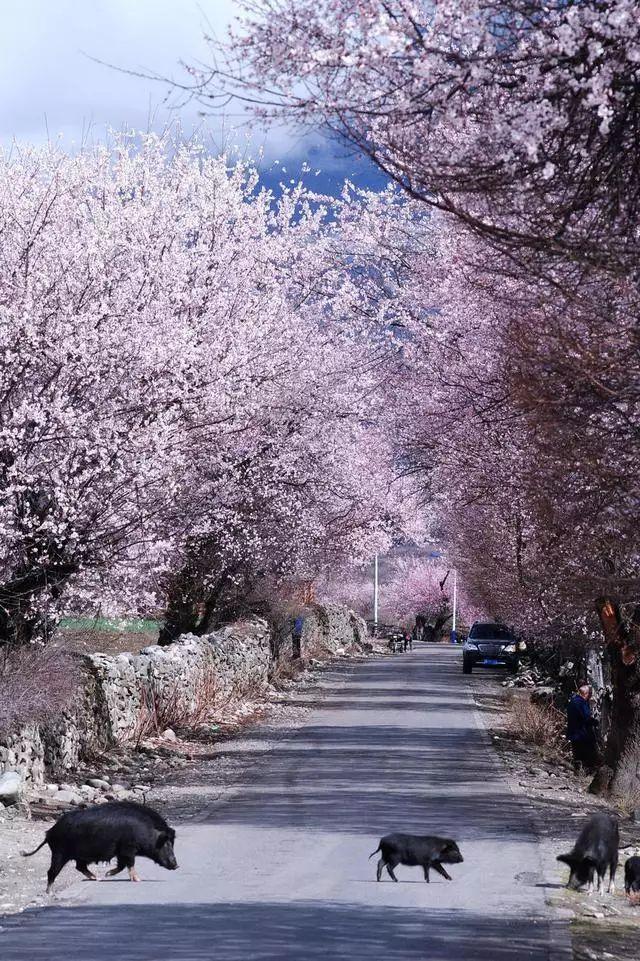 三月林芝桃花节，藏地江南最美的春天就是人间的天堂