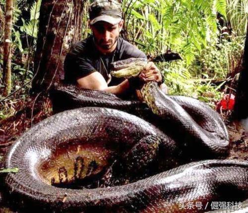 亚马逊河5大最危险的动物！