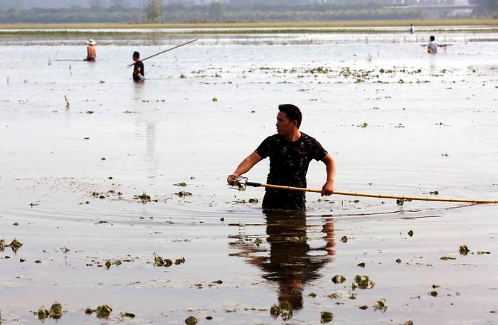 暴雨过后农田变鱼塘，村民疯狂捕捞，有人2小时收获30斤