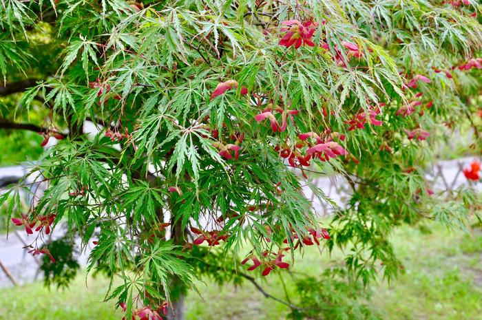 羽毛枫、日本红枫的果实