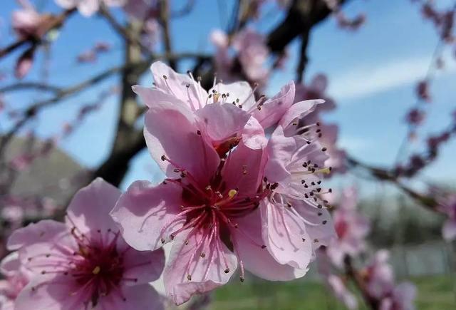 桃花人面：一份唐代“桃花妆”指南