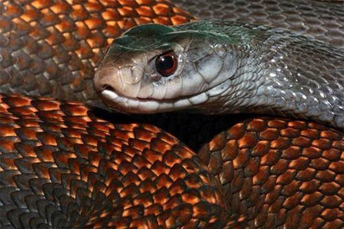 地球上最毒攻速最快的蛇之一，毒液能杀死100人或50万只老鼠
