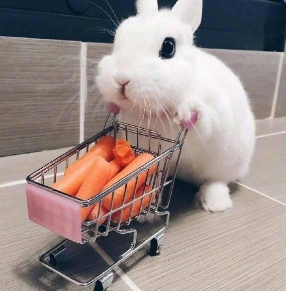 兔兔超爱逛超市，主人就送它迷你手推车装上小萝卜，兔兔超开心！