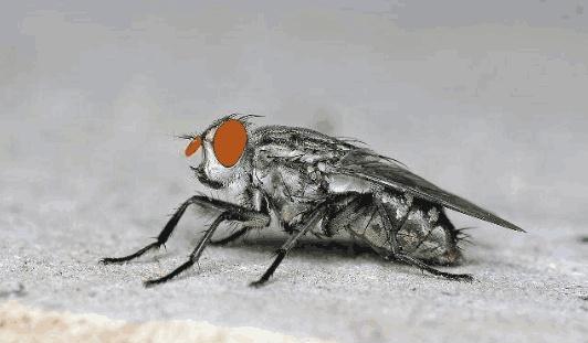 6种效果好的消灭蚊虫办法轻松把家里苍蝇、蚊子赶尽杀绝！(图5)