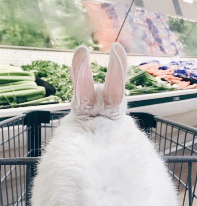 兔兔超爱逛超市，主人就送它迷你手推车装上小萝卜，兔兔超开心！