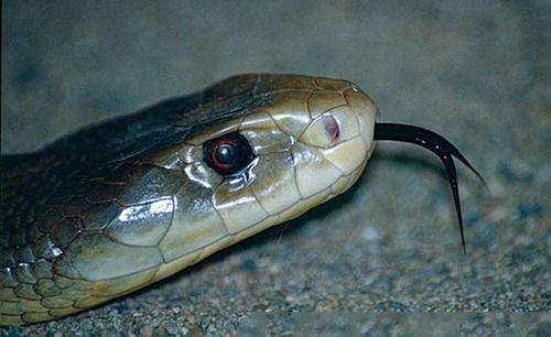 地球上最毒攻速最快的蛇之一，毒液能杀死100人或50万只老鼠