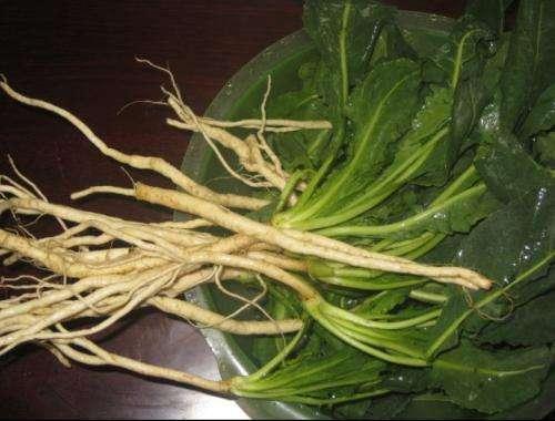 板蓝根加葛根，每天坚持喝点，爱喝酒的人60岁都不得酒精肝