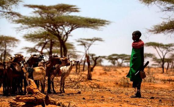 更热，更干，更饿：非洲严重干旱将数百万穷人推向生死边缘
