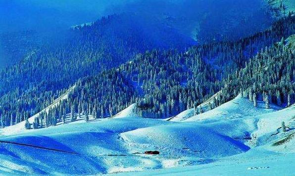 天山雪岭云杉林在我国分布于新疆天山南北坡、昆仑山西部