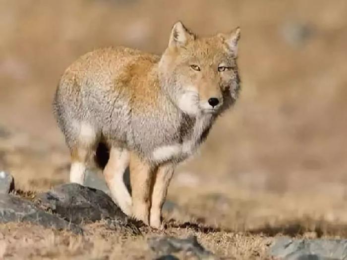 青藏高原的动物你了解多少？