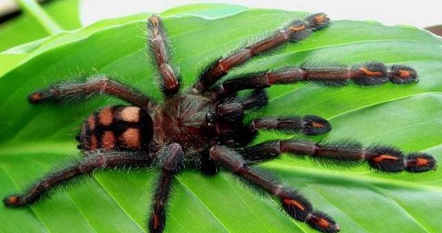 长得很可爱但攻击性很强, 这种蜘蛛慎养, 委内瑞拉太阳虎!