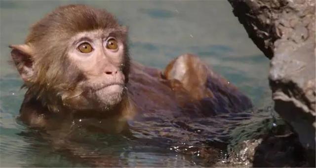 水猴子到底是“何方神物”为何连科学家都无法解释