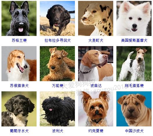 狗狗品种大全，看看你认识几种？