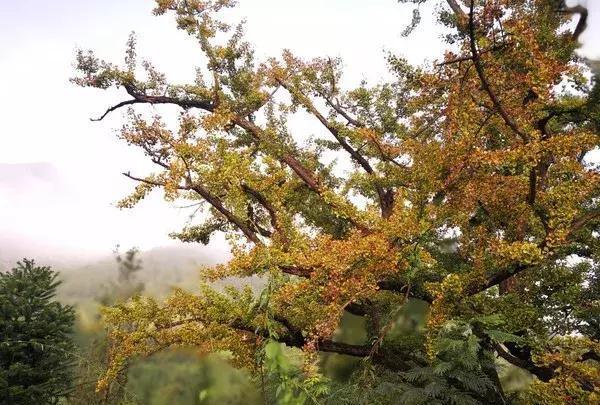 距离昆明最近的银杏, 带上相机寻找一段秋的记忆