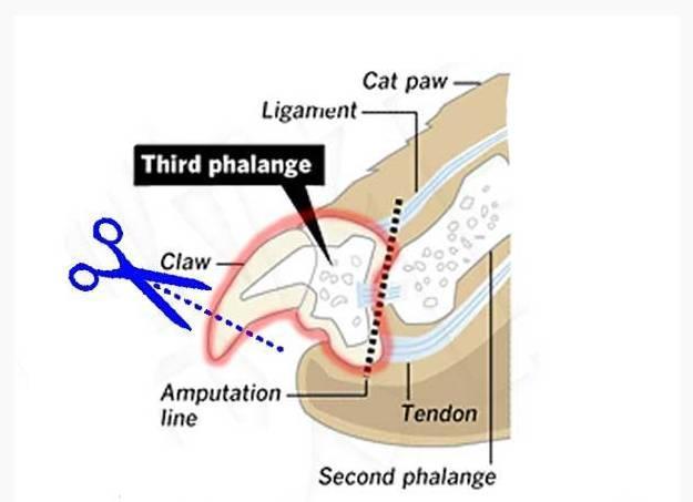 嘴里说爱猫，你却给它做了去爪手术？！