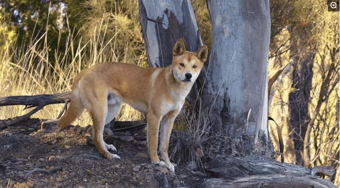 猖狂的澳大利亚野狗, 凶猛的动物之一