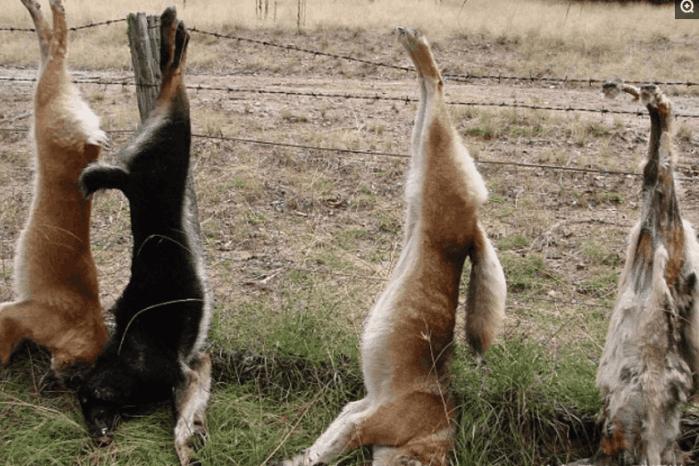 猖狂的澳大利亚野狗, 凶猛的动物之一