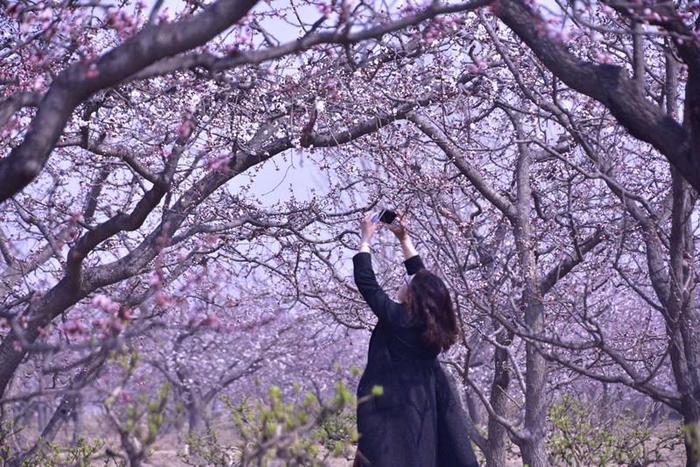 春来三月杏花先开！邢台巨鹿五彩杏花节开幕万亩花海惹得游人醉