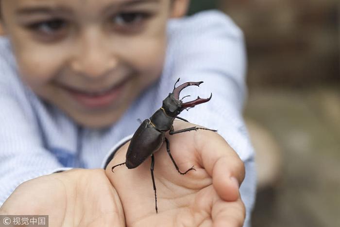 达尔文可谓家喻户晓，达尔文甲虫鲜为人知，生活在加拿大的奇物