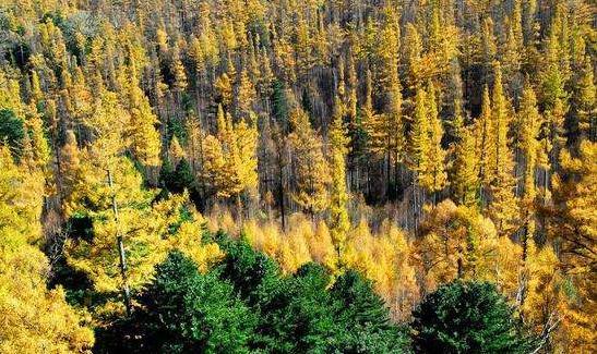 天山雪岭云杉林在我国分布于新疆天山南北坡、昆仑山西部