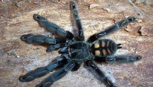 长得很可爱但攻击性很强, 这种蜘蛛慎养, 委内瑞拉太阳虎!