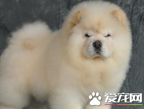 松狮犬有迷你种吗 松狮犬标准身高为45到51厘米