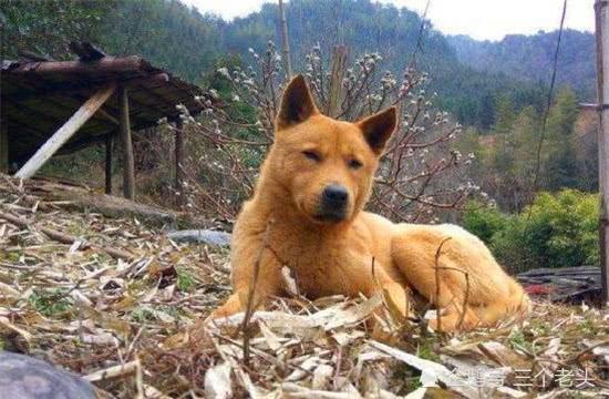 在农村，选狗讲究“一黑二黄三花四白”什么意思，有没有道理？