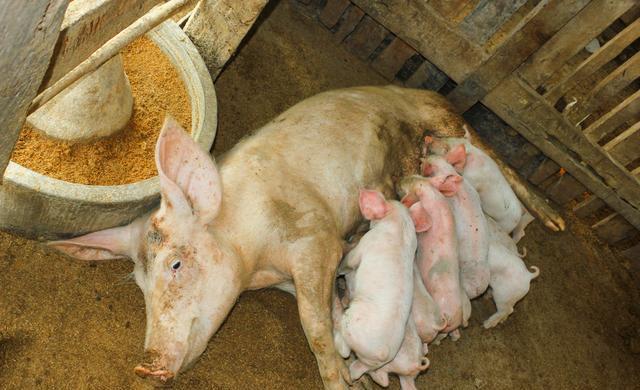 母猪产后一针，能解决母猪炎症和仔猪腹泻，养猪人知道怎么做吗？