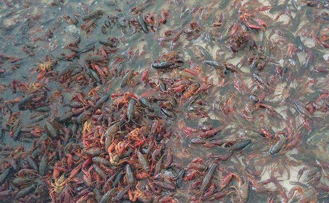小龙虾养殖市场火爆，但是这5类小龙虾虾苗碰不得！
