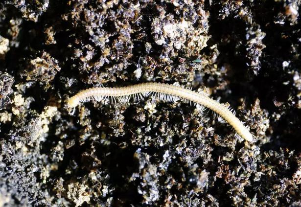 科学家在地底深处发现的神奇生物：“恶魔蠕虫”“冥王蜈蚣”