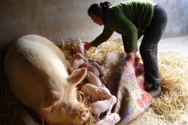 母猪产后一针，能解决母猪炎症和仔猪腹泻，养猪人知道怎么做吗？