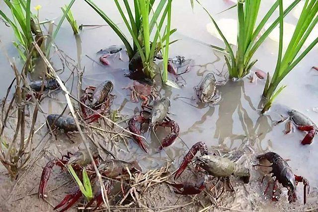 小龙虾养殖市场火爆，但是这5类小龙虾虾苗碰不得！