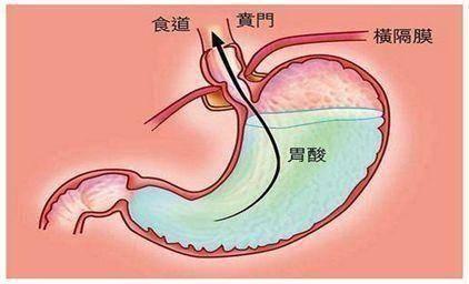 为什么草食性动物不吃肉？答案颠覆三观