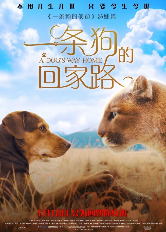 《一条狗的回家路》曝“猫狗”海报 北美开画票房力超前作姊妹篇