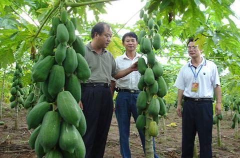 谈“转”色变下，这1转基因果子，没遭来抵制反而热卖，为啥？