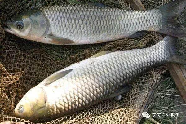 夏季浮钓草鱼攻略