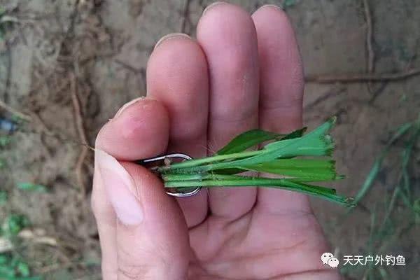 夏季浮钓草鱼攻略