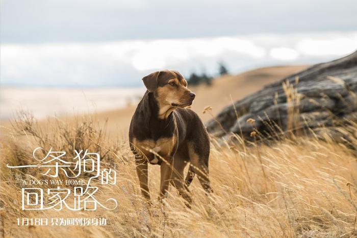 《一条狗的回家路》曝“口碑特辑” 贝拉为爱回家获全民打call