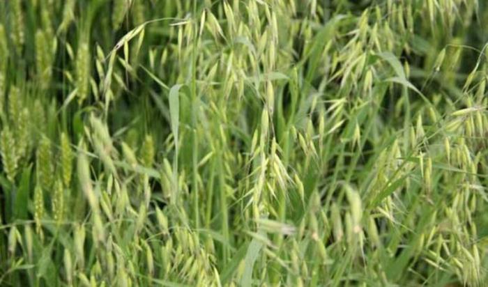 燕麦含糖量高达60%，为什么还建议糖尿病患者食用？