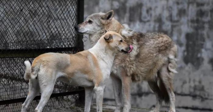 解密人类最早驯养的野兽之一，狼是怎么一步步进化成狗的？