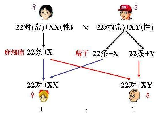 产科医生：女婴出生率越来越高，并非重女轻男，这3点因素很关键