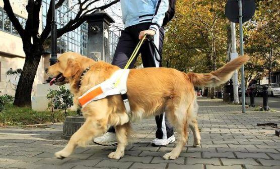 导盲犬地一生，平凡而伟大，请温柔的对待它