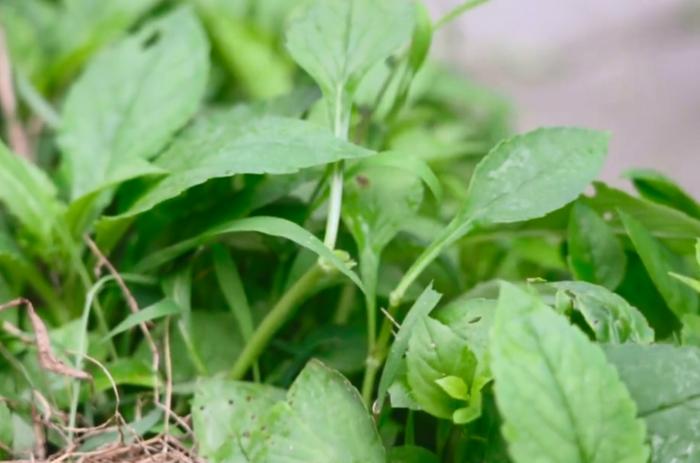 这种野菜比苦瓜还苦，但却深受农村人的喜欢，经常吃还能养肝护肝