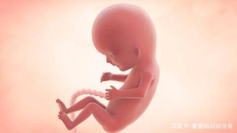 每个宝妈都疑惑的问题，肚子里的胎儿每天都在干嘛呢？